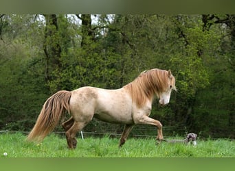 Rocky Mountain horse, Étalon, 9 Ans, 148 cm, Champagne