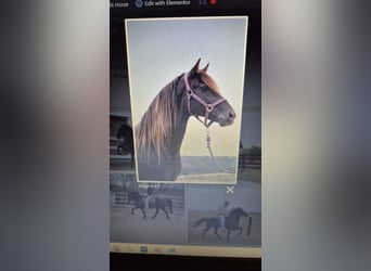 Rocky Mountain horse, Étalon, Poulain (04/2025), 154 cm, Roan-Bay