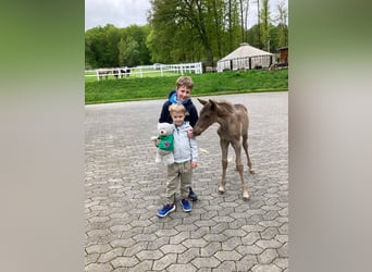 Rocky Mountain horse, Étalon, Poulain (04/2025), 154 cm, Roan-Bay