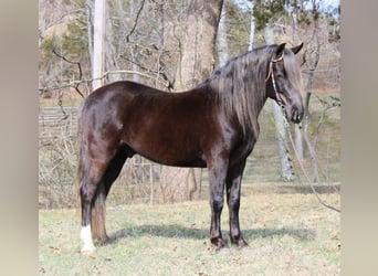 Rocky Mountain Horse, Gelding, 10 years, 14 hh, Brown