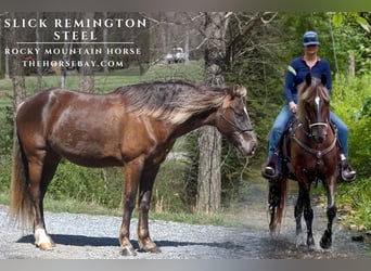 Rocky Mountain Horse, Gelding, 10 years, 15.1 hh, Brown