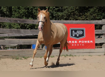 Rocky Mountain Horse, Gelding, 10 years, 15.1 hh, Champagne