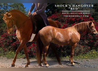 Rocky Mountain Horse, Gelding, 11 years, 14.2 hh, Sorrel