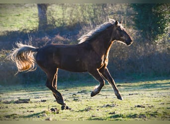 Rocky Mountain Horse, Gelding, 11 years, 15 hh, Brown