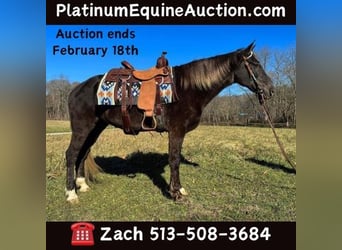 Rocky Mountain Horse, Gelding, 12 years, 15.1 hh, Brown