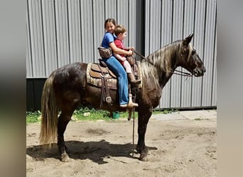 Rocky Mountain Horse, Gelding, 14 years, 14.2 hh