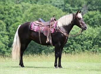 Rocky Mountain Horse, Gelding, 14 years, 15,1 hh, Brown