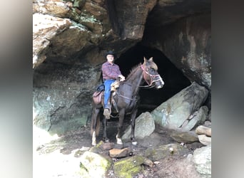 Rocky Mountain Horse, Gelding, 15 years, 15 hh, Brown