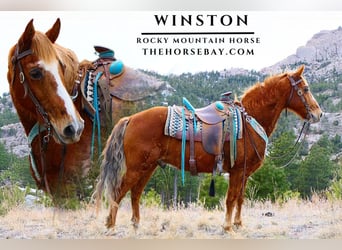 Rocky Mountain Horse, Gelding, 15 years, 15 hh