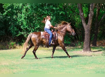Rocky Mountain Horse, Gelding, 15 years, Brown