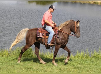 Rocky Mountain Horse, Gelding, 16 years, 16 hh, Brown