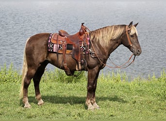 Rocky Mountain Horse, Gelding, 16 years, 16 hh, Brown