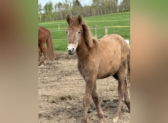 Rocky Mountain Horse, Gelding, 1 year, 14.2 hh, Gray-Dapple