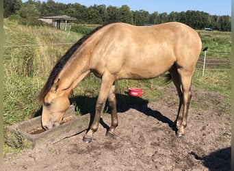 Rocky Mountain Horse Mix, Gelding, 1 year, 15.1 hh, Champagne
