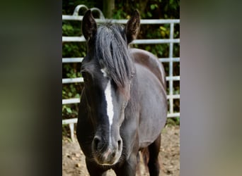 Rocky Mountain Horse Mix, Gelding, 2 years, 14.2 hh, Black