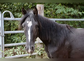 Rocky Mountain Horse Mix, Gelding, 2 years, 14,2 hh, Black