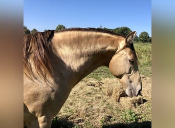 Rocky Mountain Horse Mix, Gelding, 2 years, 15.1 hh, Champagne