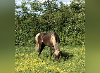Rocky Mountain Horse Mix, Gelding, 2 years, 15.1 hh