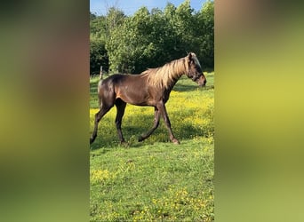 Rocky Mountain Horse Mix, Gelding, 2 years, 15.1 hh