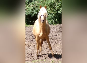 Rocky Mountain Horse Mix, Gelding, 3 years, 14,1 hh, Palomino