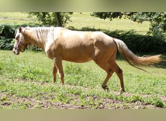 Rocky Mountain Horse Mix, Gelding, 3 years, 14,1 hh, Palomino