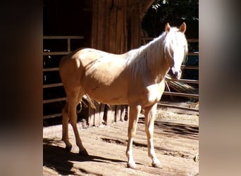 Rocky Mountain Horse Mix, Gelding, 3 years, 14,1 hh, Palomino