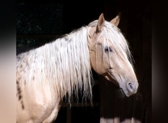 Rocky Mountain Horse Mix, Gelding, 3 years, 14,1 hh, Palomino