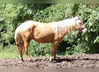 Rocky Mountain Horse Mix, Gelding, 3 years, 14,1 hh, Palomino