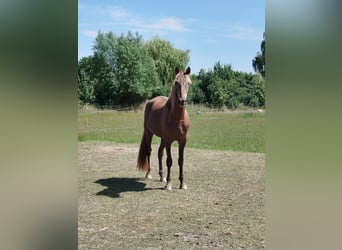 Rocky Mountain Horse, Gelding, 3 years, 16 hh