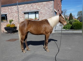 Rocky Mountain Horse, Gelding, 4 years, 14.2 hh, Bay