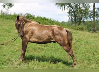 Rocky Mountain Horse, Gelding, 4 years, 14 hh, Brown