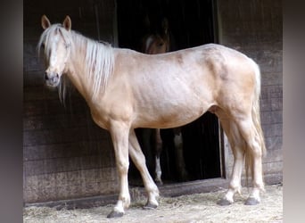 Rocky Mountain Horse Mix, Gelding, 4 years, 14,1 hh, Palomino