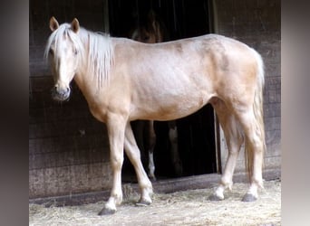 Rocky Mountain Horse Mix, Gelding, 4 years, 14,1 hh, Palomino