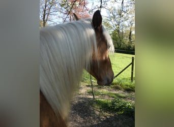 Rocky Mountain Horse, Gelding, 4 years, 14,2 hh, Bay