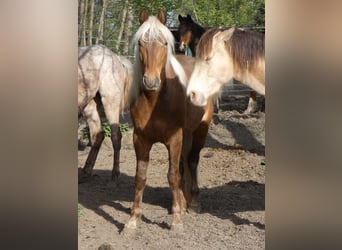 Rocky Mountain Horse, Gelding, 4 years, 14,2 hh, Bay