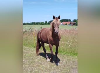 Rocky Mountain Horse, Gelding, 4 years, 16.1 hh