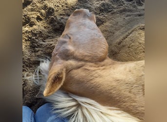 Rocky Mountain Horse, Gelding, 5 years, 14.2 hh, Palomino