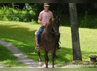 Rocky Mountain Horse, Gelding, 5 years, 14 hh, Brown