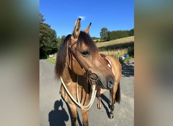 Rocky Mountain Horse, Gelding, 6 years, 14.2 hh, Buckskin