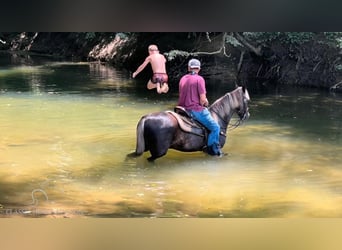 Rocky Mountain Horse, Gelding, 6 years, 14 hh, Brown