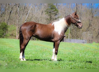 Rocky Mountain Horse, Gelding, 6 years, Tobiano-all-colors