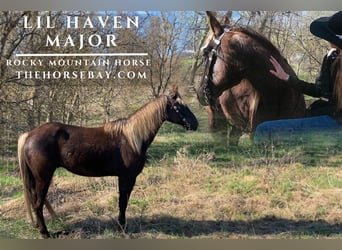Rocky Mountain Horse, Gelding, 7 years, 15,1 hh, Brown-Light