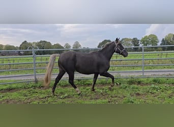 Rocky Mountain Horse, Gelding, 7 years, 15,2 hh