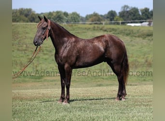 Rocky Mountain Horse, Gelding, 7 years, Champagne