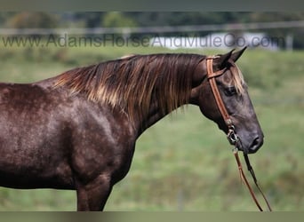 Rocky Mountain Horse, Gelding, 7 years, Champagne