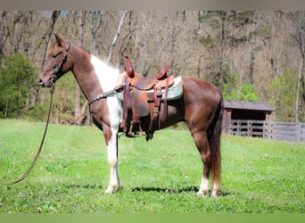 Rocky Mountain Horse, Gelding, 7 years, Tobiano-all-colors