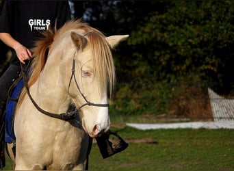 Rocky Mountain Horse, Gelding, 8 years, 14,1 hh, Cremello