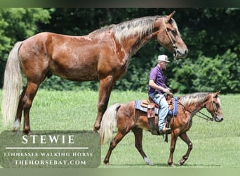 Rocky Mountain Horse, Gelding, 8 years, 14 hh, Roan-Red