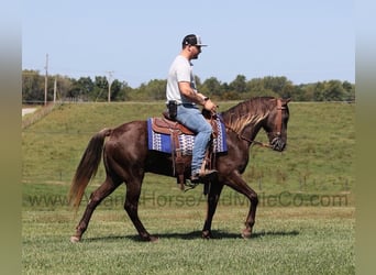 Rocky Mountain Horse, Gelding, 8 years, Champagne