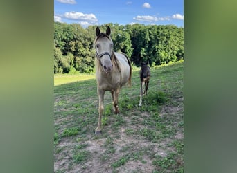 Rocky Mountain Horse, Giumenta, 11 Anni, 150 cm, Champagne